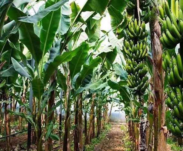 युवा किसान ने फसल परिवर्तन की दिखाई राह, हर साल 2.70 लाख रुपये तक हो रही कमाई
