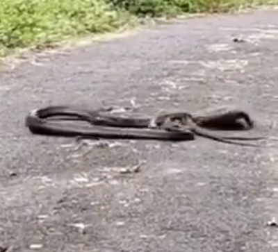 कोबरा और जंगली छिपकली के बीच जबरदस्त फाइट, वायरल हुआ वीडियो
