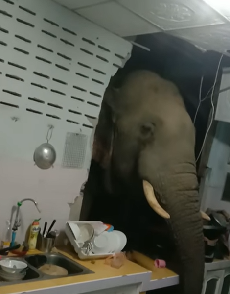 VIDEO: रात को आ रही थी अजीब आवाजें, महिला ने जाकर देखा तो किचन में खड़ा था हाथी
