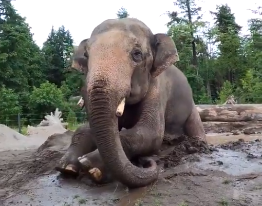 बारिश के बाद हुआ कीचड़, तो जमीन पर लेट गया हाथी, शख्स आया करीब, तो किया कुछ ऐसा - देखें मजेदार Video