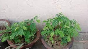 Vastu Tips: गलती से भी घर पर ना लगाएं ये पौधे, परिवार को हो सकता है भारी नुकसान