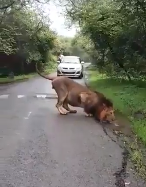 सड़क किनारे पानी पीता दिखाया प्यासा शेर, सोशल मीडिया पर वायरल हुआ वीडियो